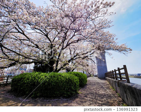 堺川西水閘與櫻花 136991323