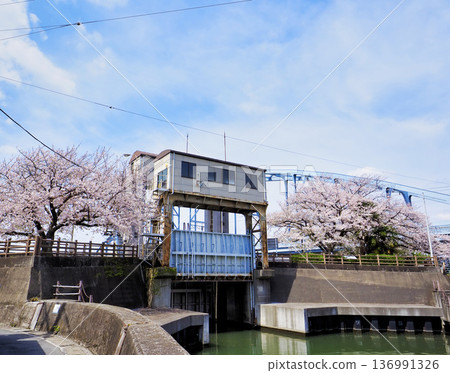 Sakaigawa West Water Gate and Cherry Blossoms 136991326