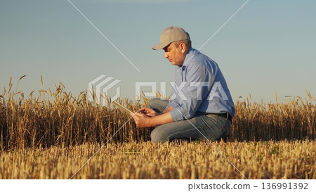 A farmer checking wheat in the golden sunlight, Man evaluating crops using a tablet in a field, Agriculturalist kneeling in wheat field assessing growth, Technician examines wheat plants with A farmer checking wheat in the golden sunlight, Man evaluating crops using a tablet in a field, Agriculturalist kneeling in wheat field assessing growth, Technician examines wheat plants with 136991392