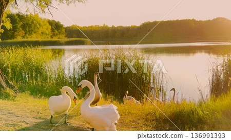 Swans in sunset glow, picturesque stillness, wild beauty, lakeside family, golden reflections, peaceful birds, soft water ripples, harmony in nature, scenic perfection. Natural elegance of swans Swans in sunset glow, picturesque stillness, wild beauty, lakeside family, golden reflections, peaceful birds, soft water ripples, harmony in nature, scenic perfection. Natural elegance of swans 136991393