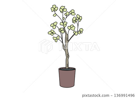 Large 3 potted plants for interior decoration 136991496