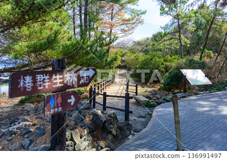 Scenery of the Kasayama Camellia Grove in Hagi City, Yamaguchi Prefecture, and fallen camellias decorating the ground 136991497