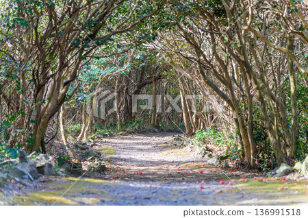 山口縣萩市笠山山茶園的景色,以及散落在地上的落葉山茶花。 山口縣萩市笠山山茶園的景色,以及散落在地上的落葉山茶花。 136991518