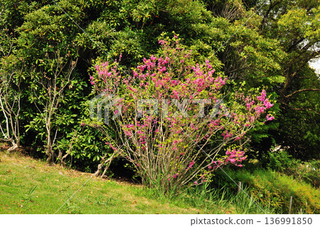 Redbuds at Aichi Health Forest Park Redbuds at Aichi Health Forest Park 136991850