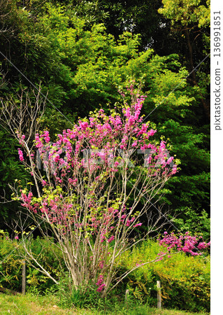 Redbuds at Aichi Health Forest Park 136991851