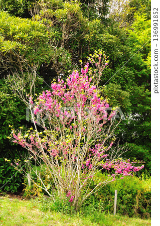 Redbuds at Aichi Health Forest Park Redbuds at Aichi Health Forest Park 136991852
