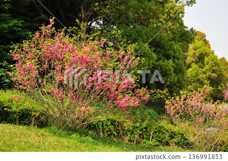 Redbuds at Aichi Health Forest Park Redbuds at Aichi Health Forest Park 136991853