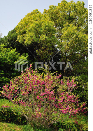愛知健康森林公園的紅芽紫荊 愛知健康森林公園的紅芽紫荊 136991855