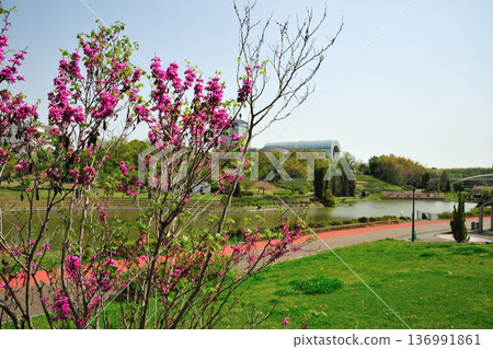 Redbuds at Aichi Health Forest Park Redbuds at Aichi Health Forest Park 136991861