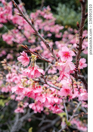 Sakura Sakura Pink Taiwan cherry 桜 さくら カンヒザクラ 136991910