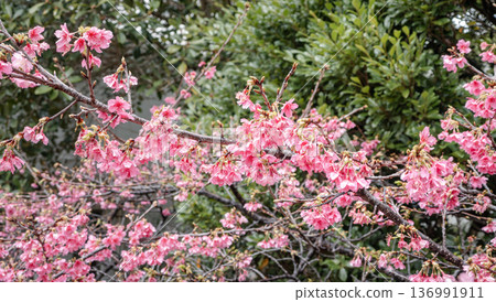 櫻花 櫻 緋寒櫻 Pink Taiwan cherry 桜 さくら カンヒザクラ 櫻花 櫻 緋寒櫻 Pink Taiwan cherry 桜 さくら カンヒザクラ 136991911
