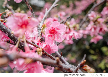 櫻花 櫻 緋寒櫻 Pink Taiwan cherry 桜 さくら カンヒザクラ 櫻花 櫻 緋寒櫻 Pink Taiwan cherry 桜 さくら カンヒザクラ 136991912