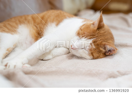 Sleeping cat brown tiger white Sleeping cat brown tiger white 136991920