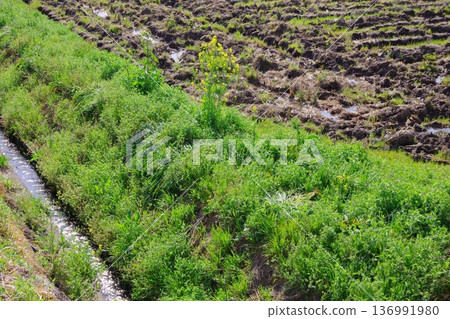 waterway beside rice field waterway beside rice field 136991980