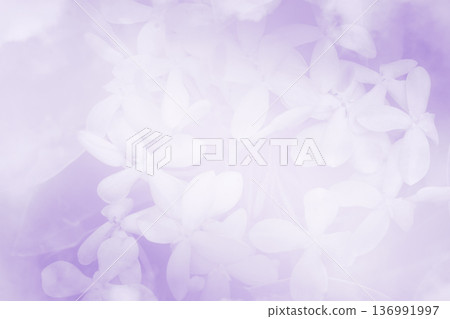 Violet flower blurred soft focus texture background. Violet flower blurred soft focus texture background. 136991997