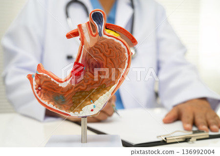 Stomach disease, doctor holding anatomy model for study diagnosis and treatment in hospital. 136992004