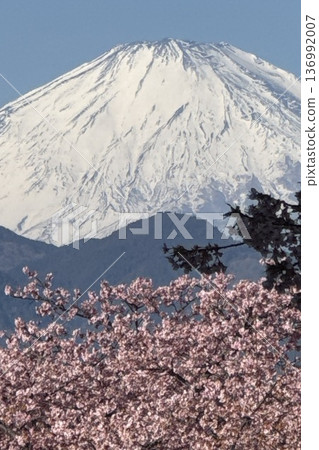 Kawazu cherry blossoms and snow-capped Mount Fuji in spring Kawazu cherry blossoms and snow-capped Mount Fuji in spring 136992007
