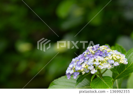 美麗的繡球花 美麗的繡球花 136992355