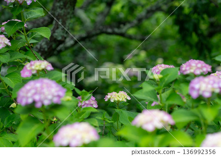 美麗的繡球花 136992356