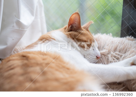 Sleeping cat brown tiger white 136992360