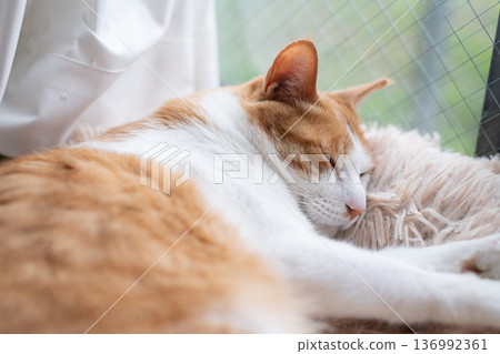 Sleeping cat brown tiger white 136992361