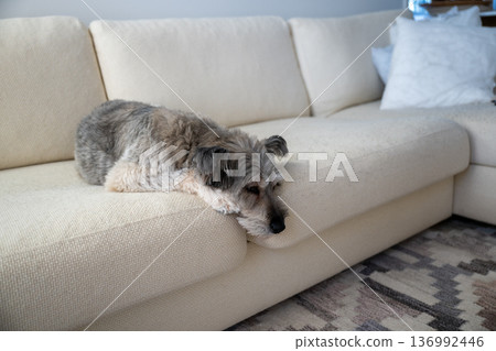 Sleepy small dog resting on sofa in cozy minimalist home interior Sleepy small dog resting on sofa in cozy minimalist home interior 136992446