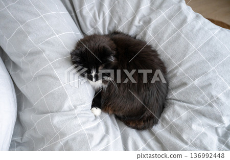 Black and white cat resting on cozy bed in calm bedroom interior Black and white cat resting on cozy bed in calm bedroom interior 136992448