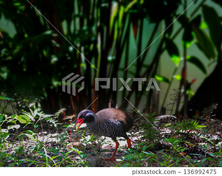 Ecological exhibit of the Okinawa rail (2) Ecological exhibit of the Okinawa rail (2) 136992475