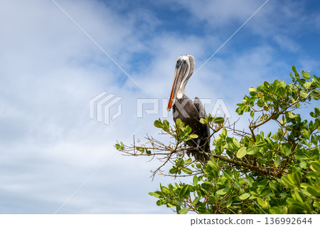 Brown Pelican perched in lush greenery of Isabela Island Brown Pelican perched in lush greenery of Isabela Island 136992644