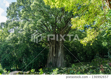 Majestic banyan tree at Kamuihei archaeological site, Nuku Hiva, Marquesas Islands. French Polynesia Majestic banyan tree at Kamuihei archaeological site, Nuku Hiva, Marquesas Islands. French Polynesia 136992657