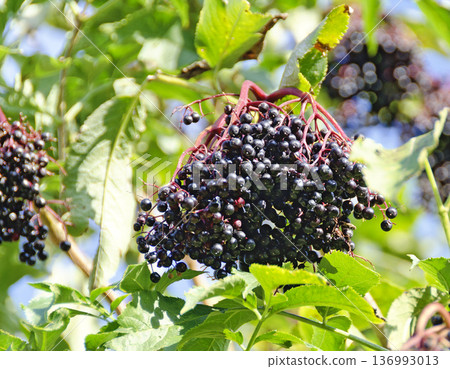 european black elder berries 136993013