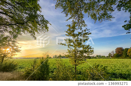 Bright sunlight illuminates vast fields with single oak tree 136993271