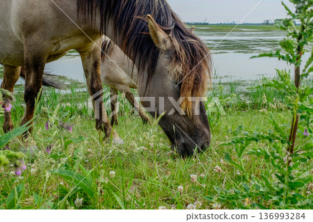 Serene countryside depiction with equines feeding by riverbank 136993284