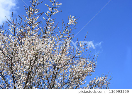 Plum blossom  136993369