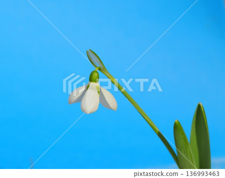 白色snowdrop花 白色snowdrop花 136993463
