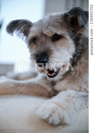 Small gray dog chewing treat on sofa in cozy home interior Small gray dog chewing treat on sofa in cozy home interior 136993702