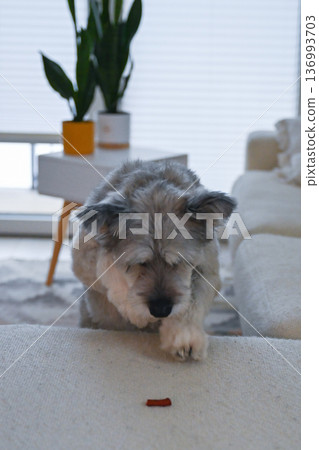 Small gray dog approaching treat on sofa in bright modern home interior Small gray dog approaching treat on sofa in bright modern home interior 136993703