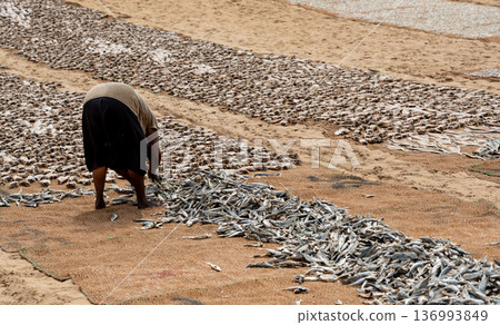 Drying fish on beach, many salted fish Drying fish on beach, many salted fish 136993849
