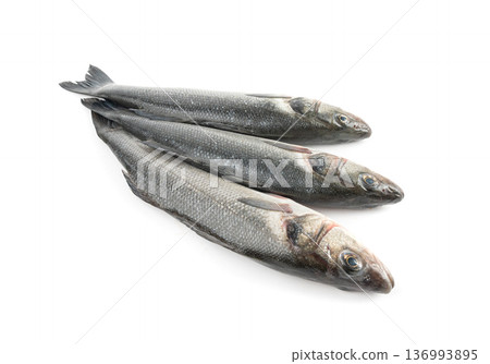 European seabass or Dicentrarchus labrax, whole raw labrax, branzino fish, European bass 136993895