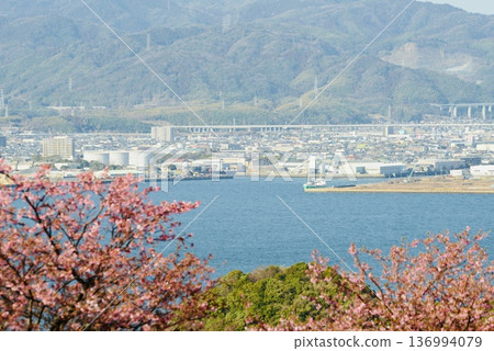 The cityscape of Kudamatsu City as seen from a mountain where Kawazu cherry blossoms bloom 136994079