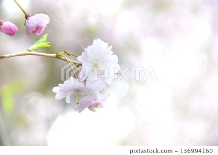 櫻花 136994160