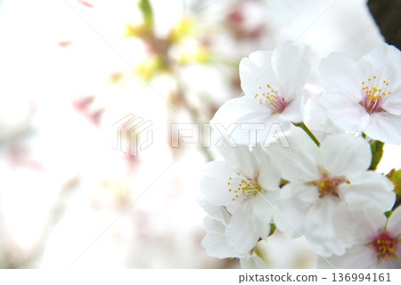 櫻花 136994161