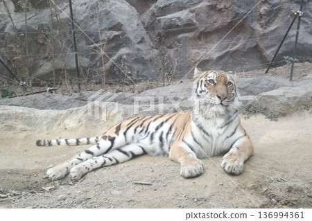 A tiger relaxing at the zoo A tiger relaxing at the zoo 136994361
