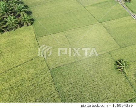 the rice plants are old and yellow, ready to be harvested 136994389