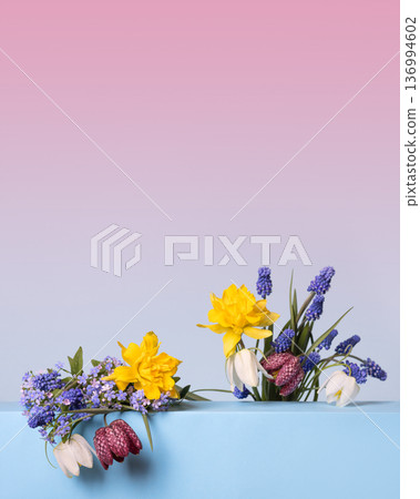 Spring flowers of tulips, muscari, daffodils, grouse on blue podium with place for text. Happy greeting card. Concept scene stage showcase for new product, promotion sale, cosmetic, presentation 136994602