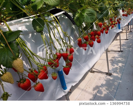 Strawberry picking Strawberry picking 136994738