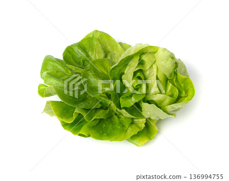 Romaine lettuce salad isolated. Cos green leaves, fresh romain salat head, raw cabbage 136994755
