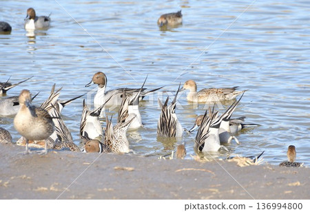 Dive and eat 136994800