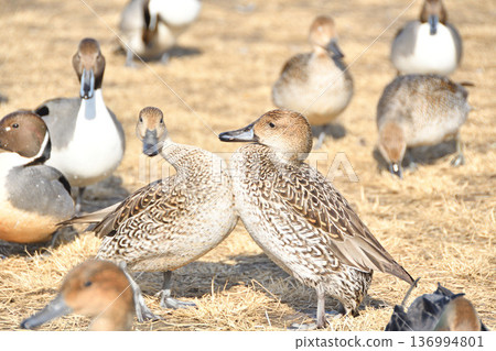 Courtship dance 136994801