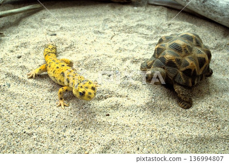 Realistic Star Tortoise Figure 136994807